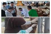 ارائه خدمات رایگان بهداشتی دامپزشکی شهرستان رشت ویژه عید سعید قربان